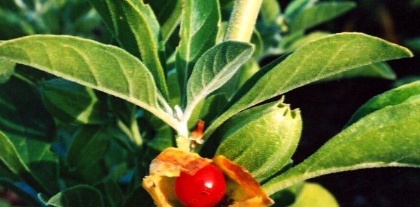 Ashwagandha Extracts